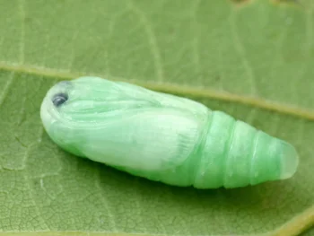 Bena bicolorana pupa