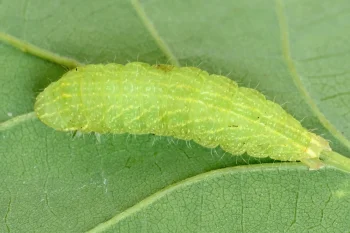 Bena bicolorana larva