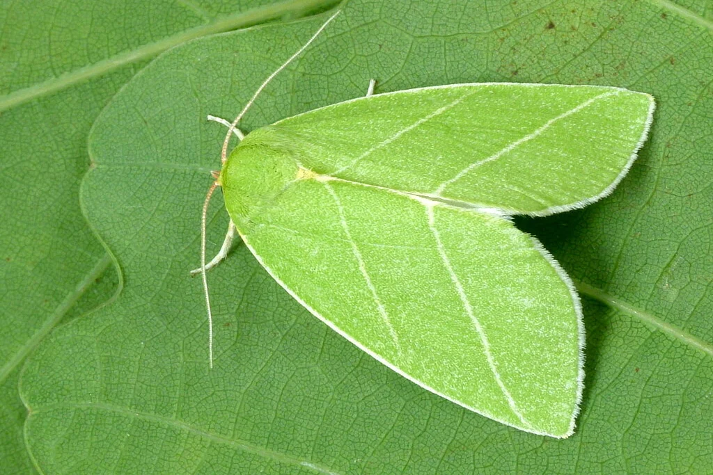 Bena bicolorana imago