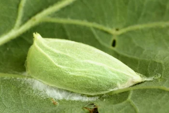 Bena bicolorana zamotok