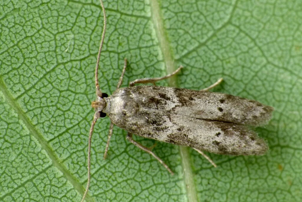 Blastobasis glandulella imago