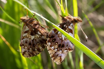 Boloria dia par