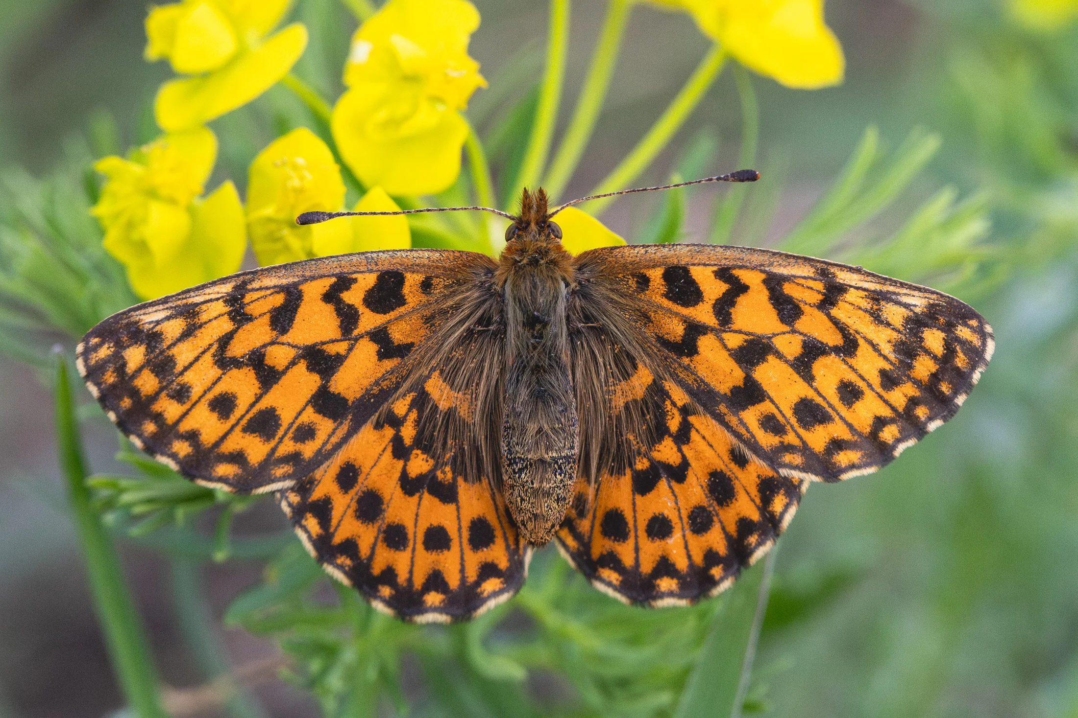 Boloria dia imago