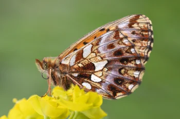 Boloria dia imago
