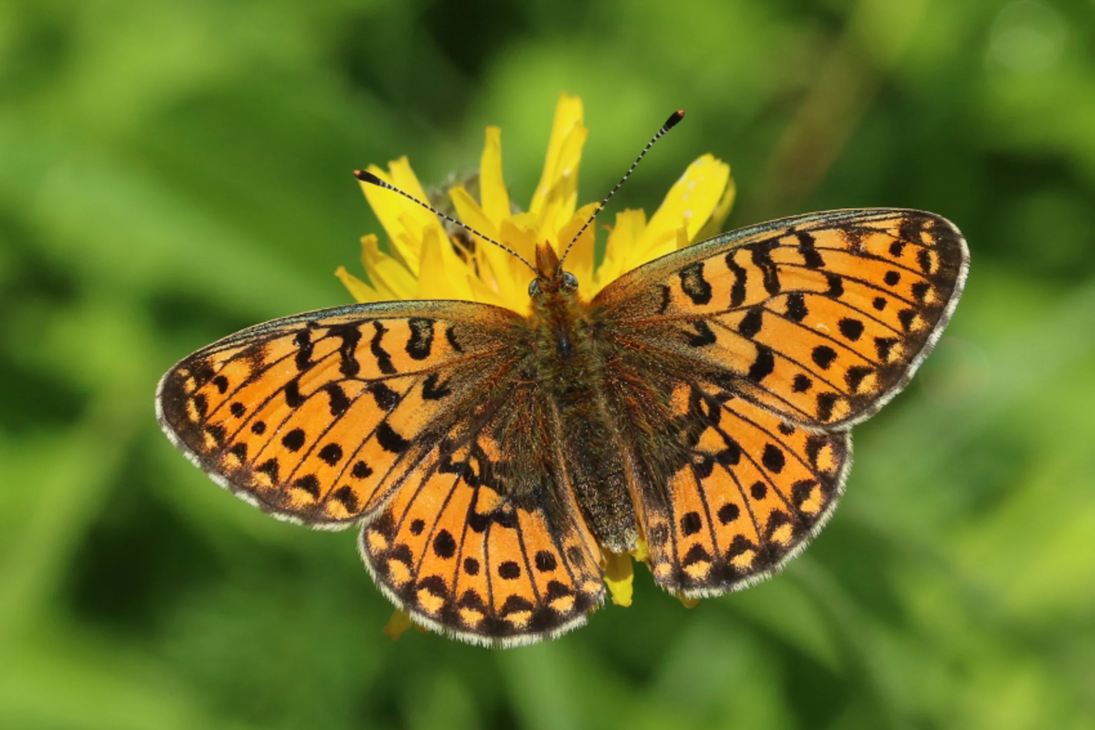 Boloria euphrosyne imago