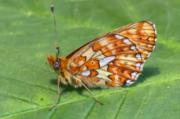Boloria euphrosyne imago