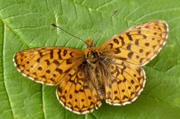 Boloria euphrosyne imago