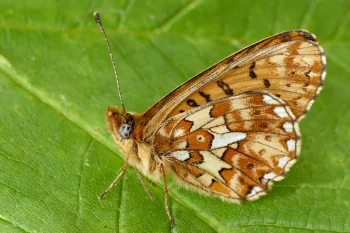 Boloria euphrosyne imago