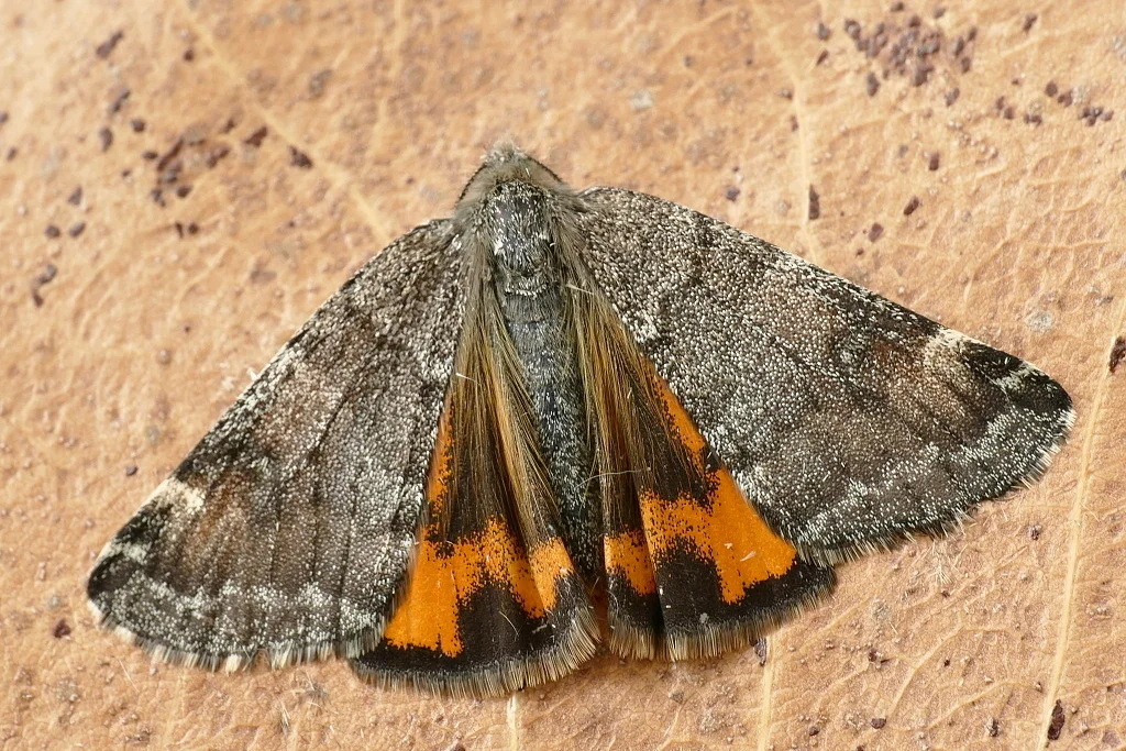 Boudinotiana notha imago