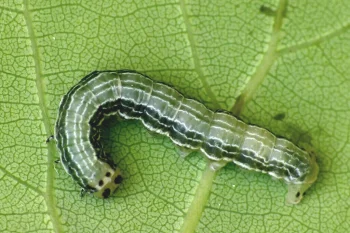 Boudinotiana notha larva