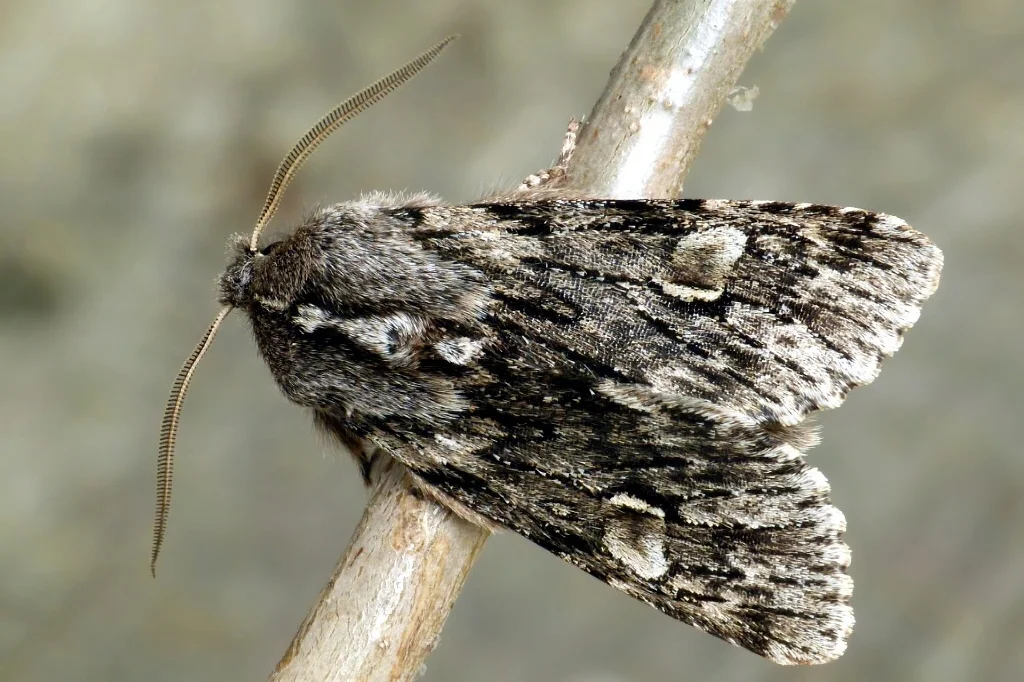 Brachionycha nubeculosa imago