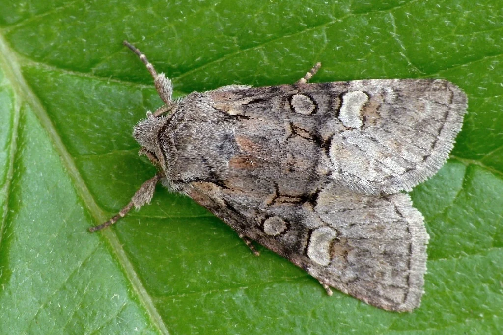 Brachylomia viminalis imago