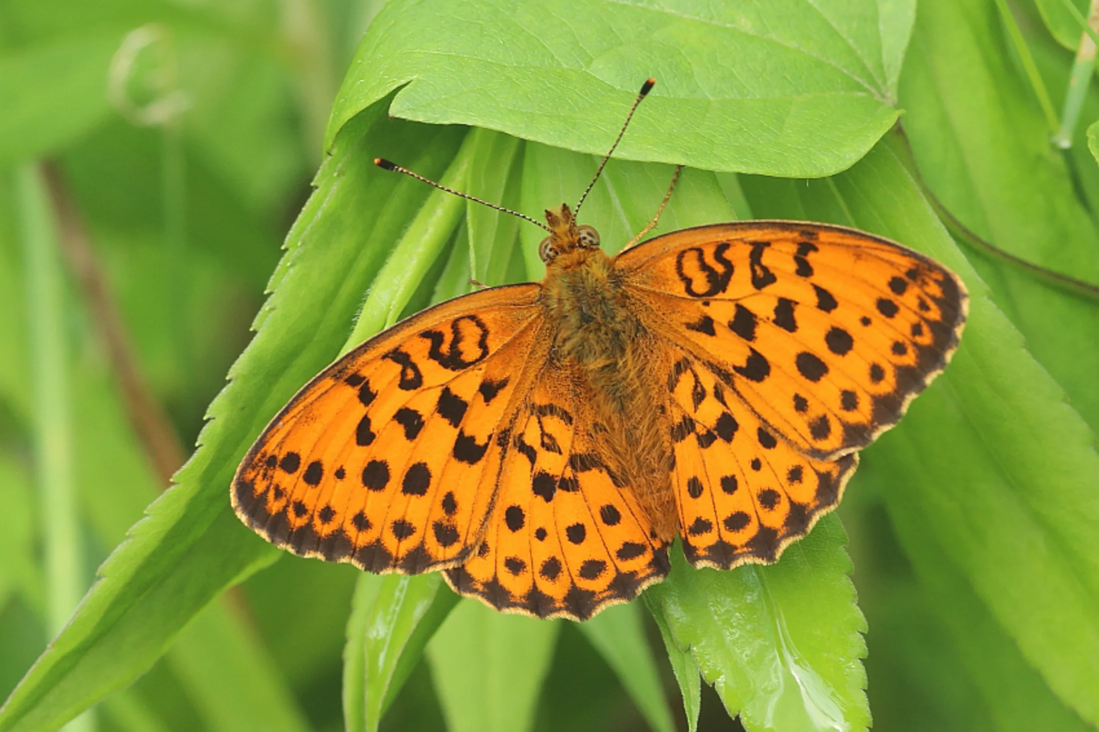 Brenthis daphne imago