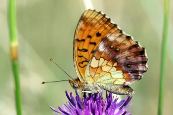 Brenthis daphne imago