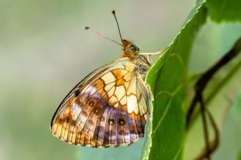 Brenthis daphne imago