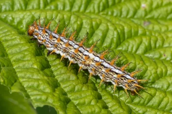 Brenthis daphne larva
