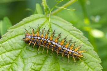 Brenthis daphne larva