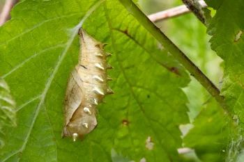 Brenthis daphne pupa