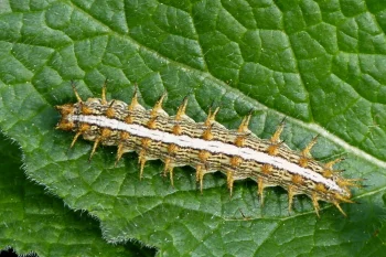 Brenthis daphne larva