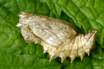 Brenthis daphne pupa