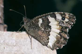 Brintesia circe imago