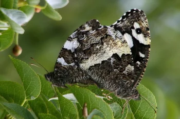 Brintesia circe par