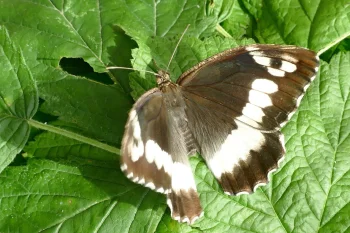 Brintesia circe imago