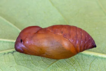 Brintesia circem pupa