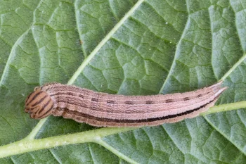 Brintesia circe larva