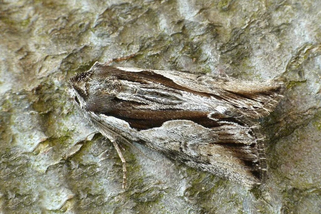 Calliergis ramosa imago
