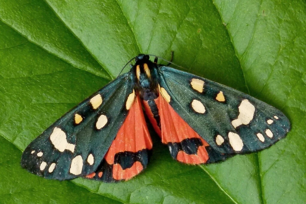 Callimorpha dominula imago