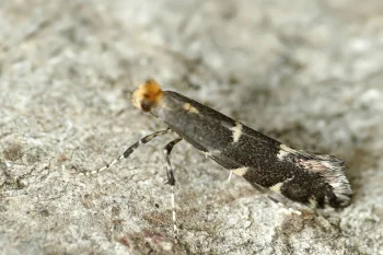 Callisto denticulella imago