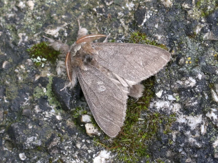 Calliteara pudibunda imago