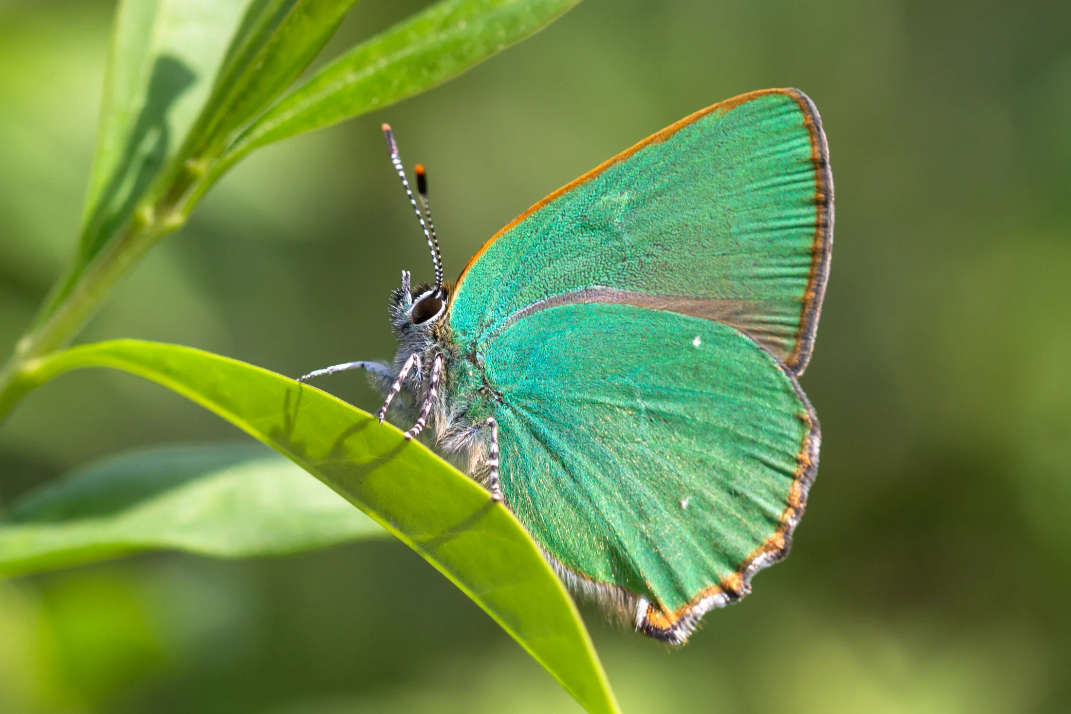 Callophrys rubi imago