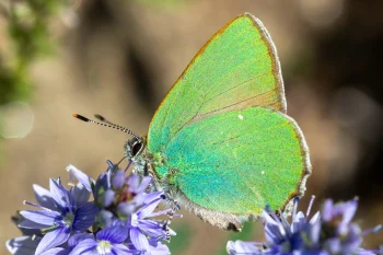 Callophrys rubi imago