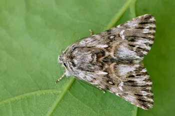 Calophasia lunula imago