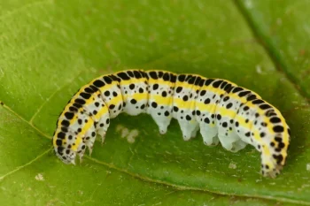 Calophasia lunula larva