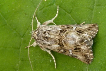 Calophasia lunula imago