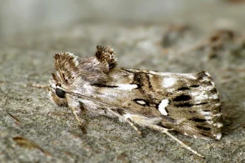 Calophasia lunula imago