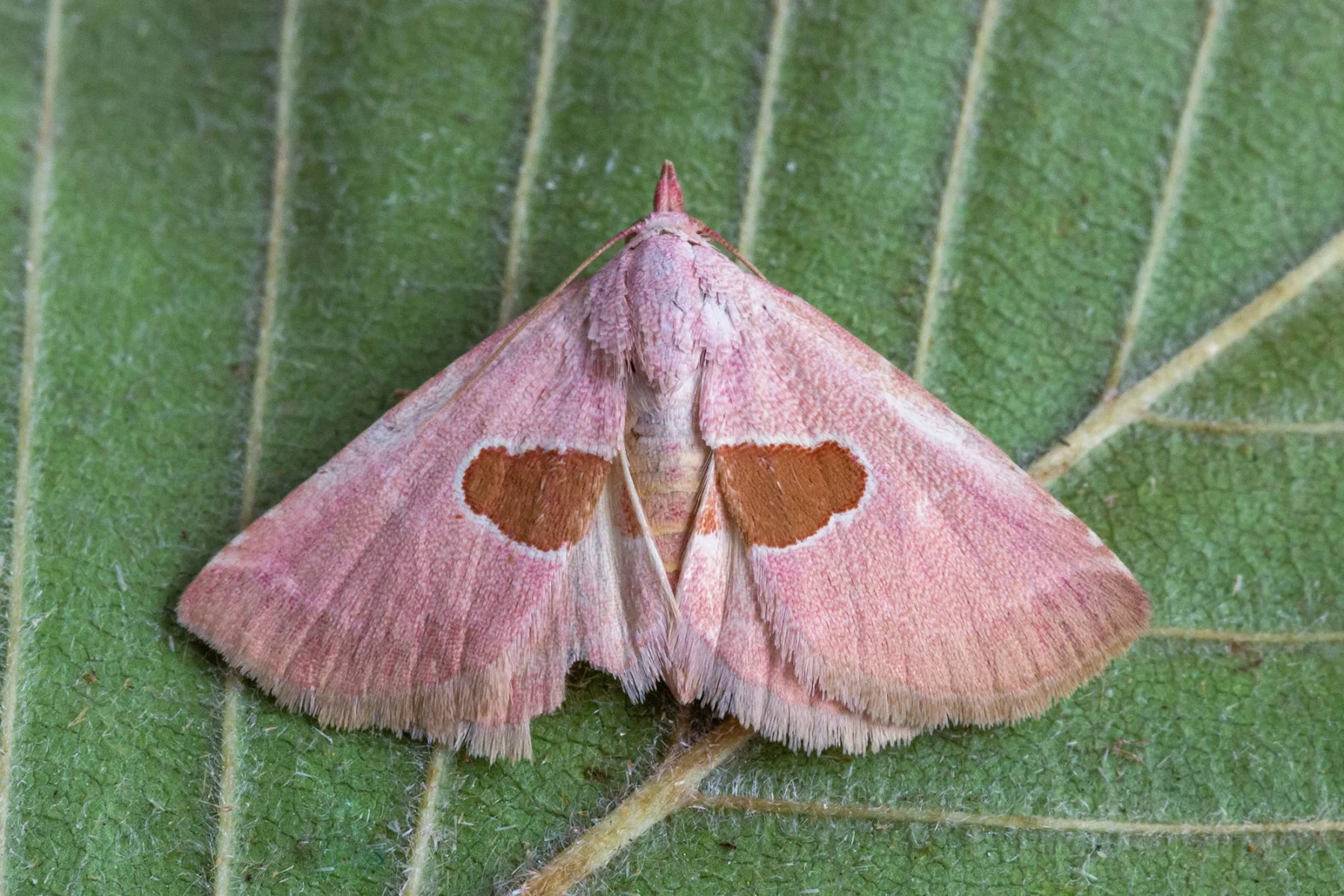 Calymma communimacula imago