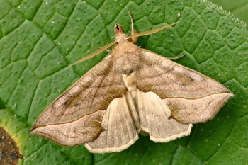Calyptra thalictri imago