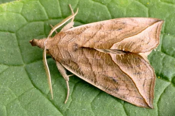 Calyptra thalictri imago