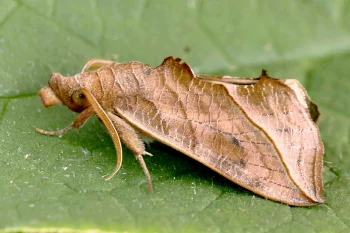 Calyptra thalictri imago