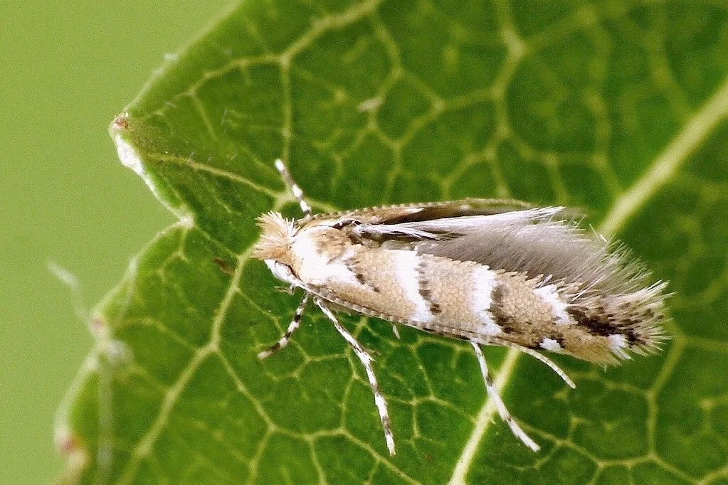 Cameraria ohridella imago