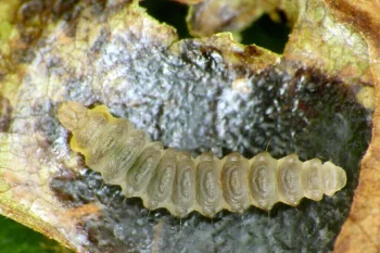 Cameraria ohridella larva