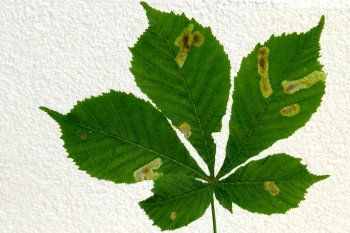 Cameraria ohridella larva