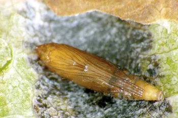 Cameraria ohridella pupa