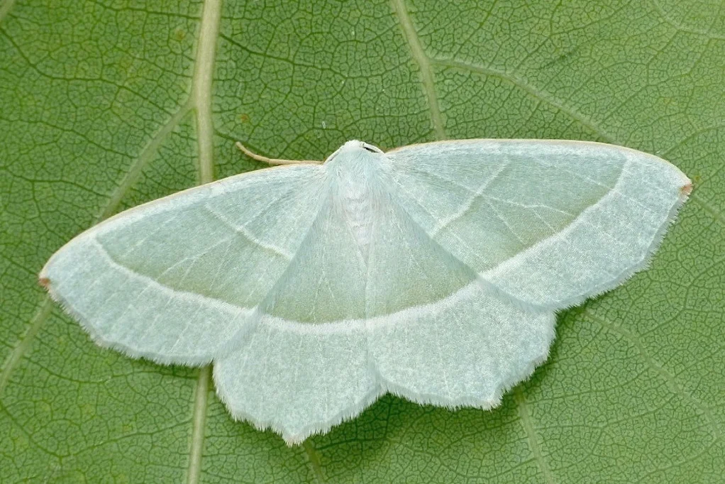 Campaea margaritaria imago