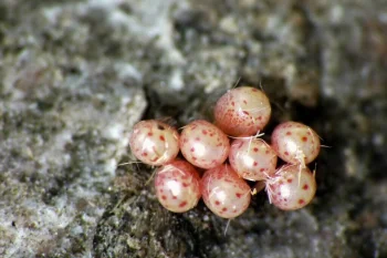 Campaea margaritaria ova