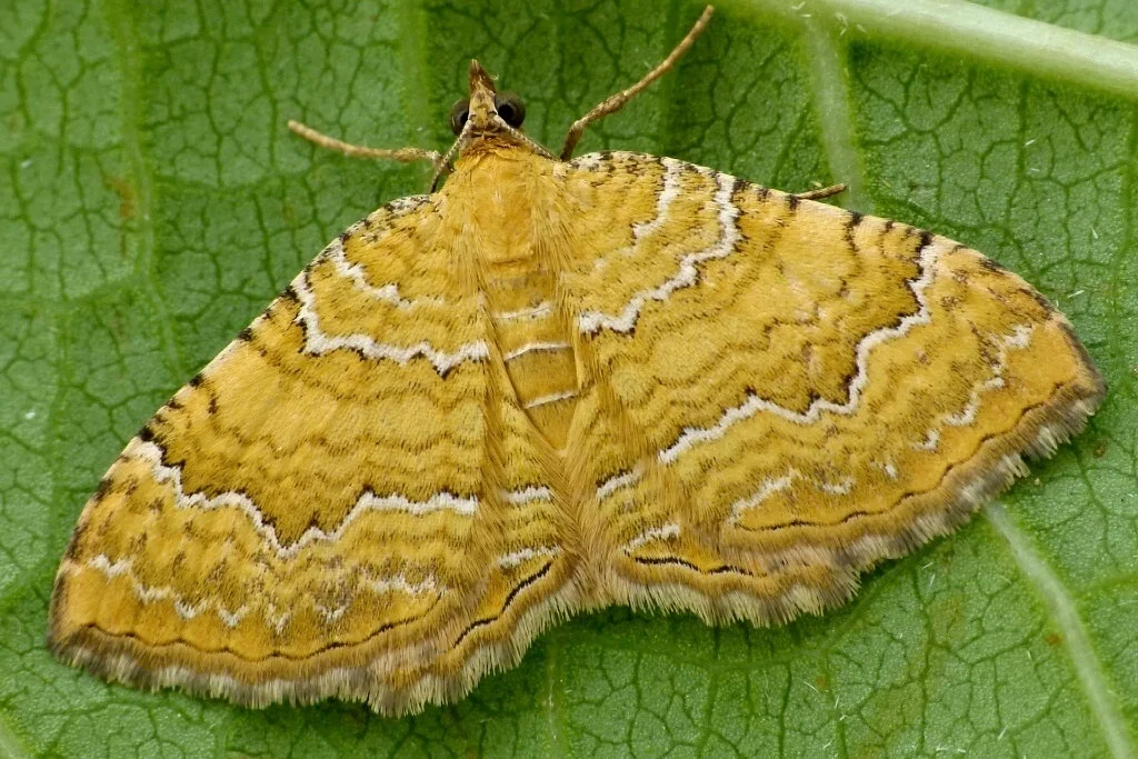 Camptogramma bilineata imago